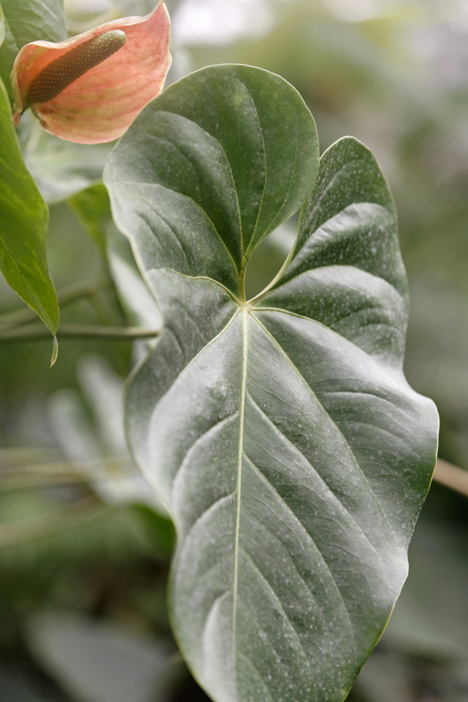 Large green tropical leaf found in humid forests